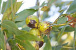 Mockernut hickory